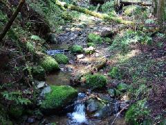 雲ケ畑の賀茂川源流近の写真