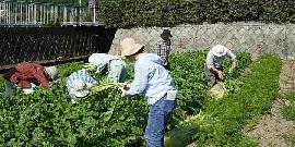 昨年の洛北ふれあい体験農場の写真
