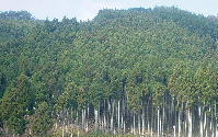 北山杉