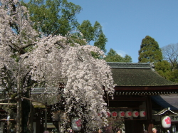 平野神社の桜の写真
