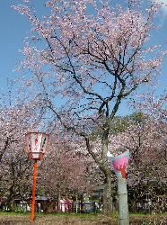 平野神社の桜の写真