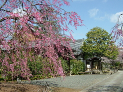 上品蓮台寺のしだれ桜の写真