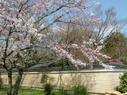 神光院の桜の写真