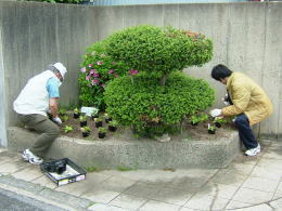 苗植え作業の写真