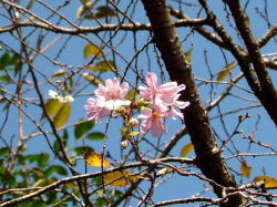 平野神社の十月桜の写真