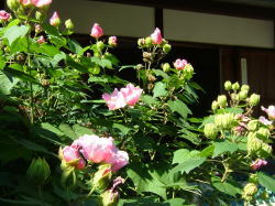 等持院の芙蓉の写真