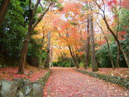 市バス「塔ノ下町」近くの写真