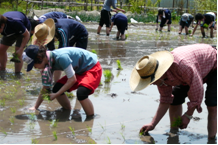 休耕田プロジェクト～大学生と田植え