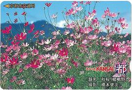 秋桜（嵯峨野）