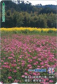 嵯峨野の春（洛西）