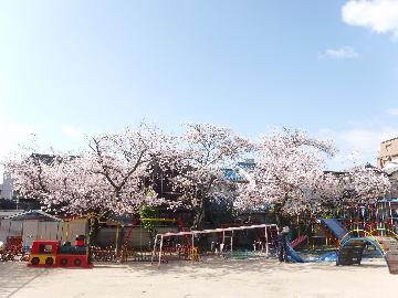 園庭の満開の桜と遊具の写真1