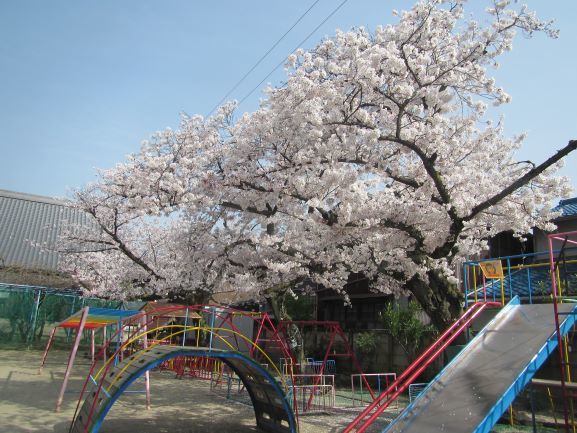 園庭の満開の桜と遊具の写真2