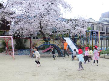 桜の園庭で遊んでいる写真
