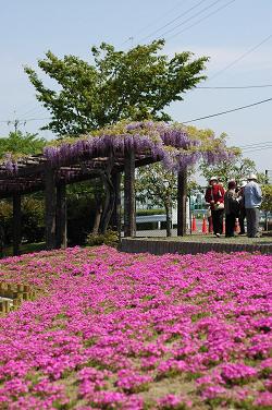 美しい藤棚と芝桜