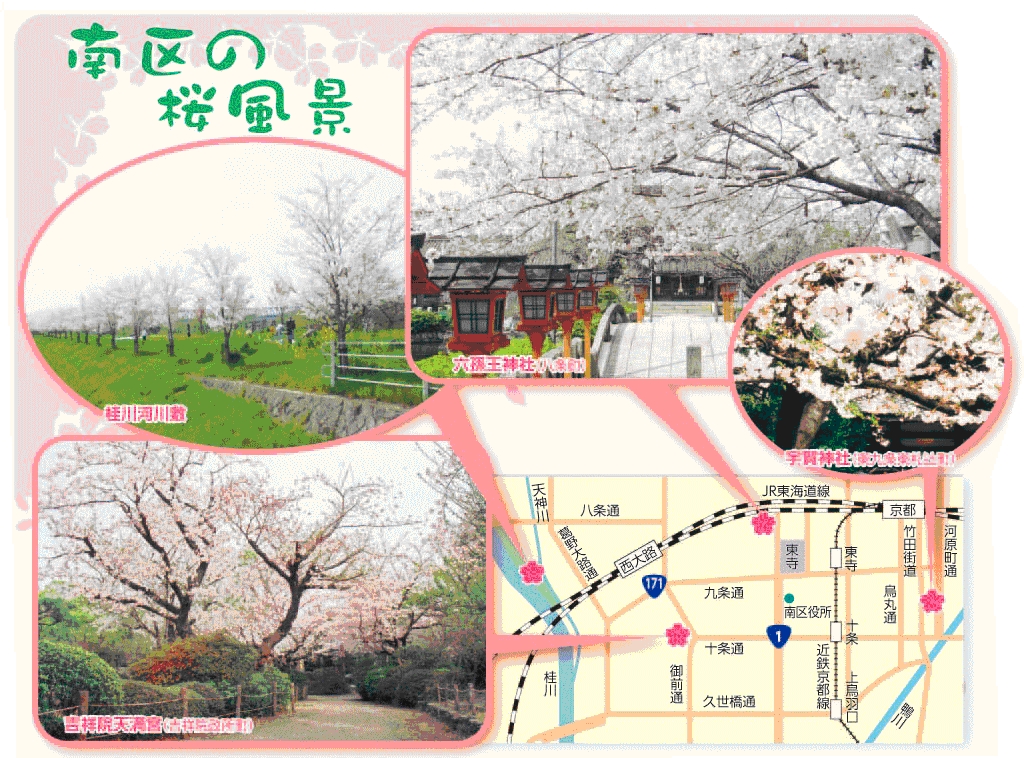 南区の桜風景