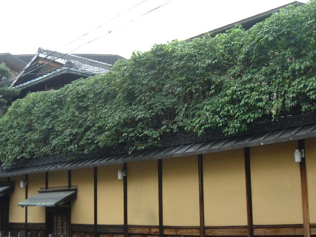 壁面のツタのバリアー