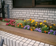 区役所北側玄関横　花壇