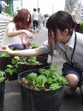 高倉小学校の3年生が植え替えたゴーヤの苗にプレートをさしています