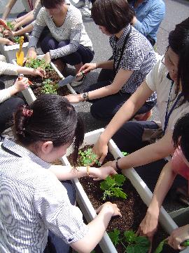 ホウセンカの苗をプランターに植替え中
