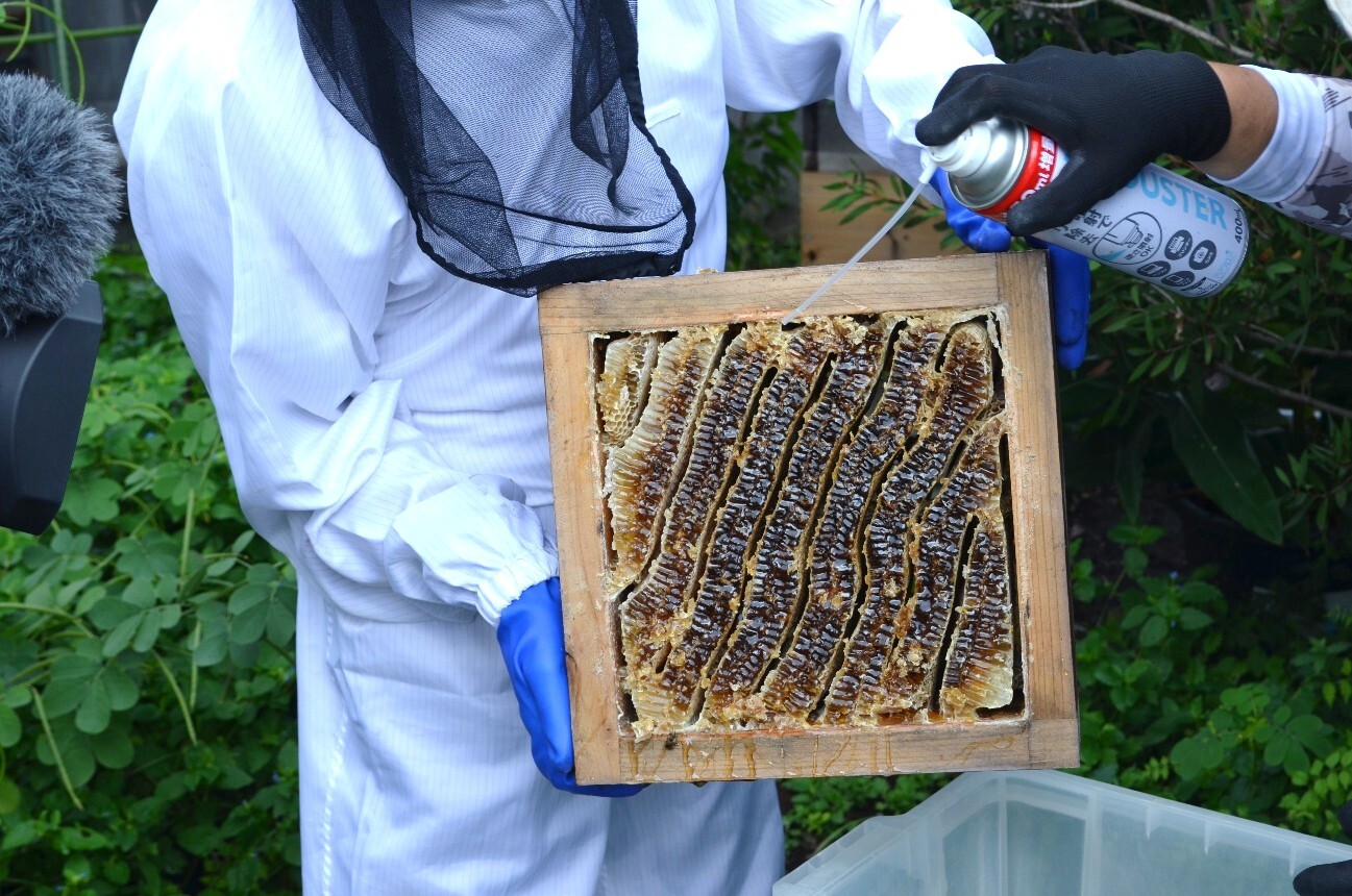 採蜜見学会