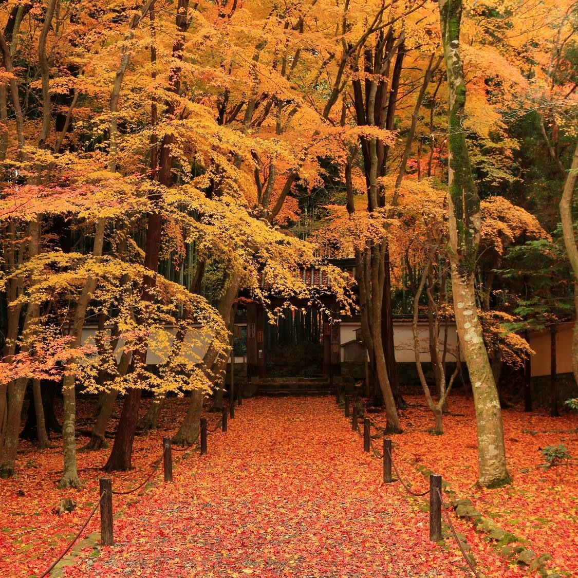 地蔵院
