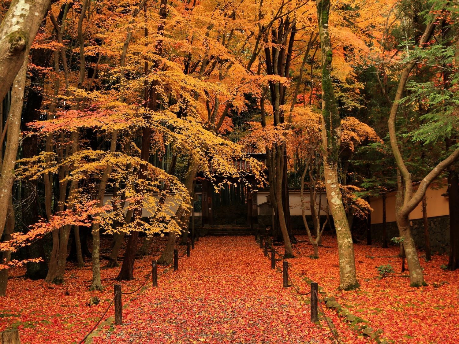 紅葉の参道