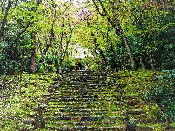 新緑の参道
