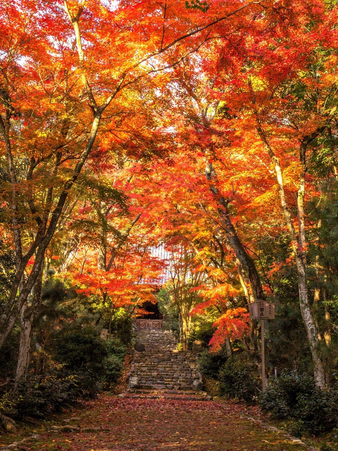 紅葉の参道