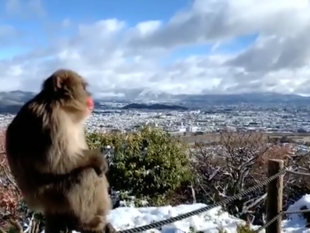 雪景色の中のサル