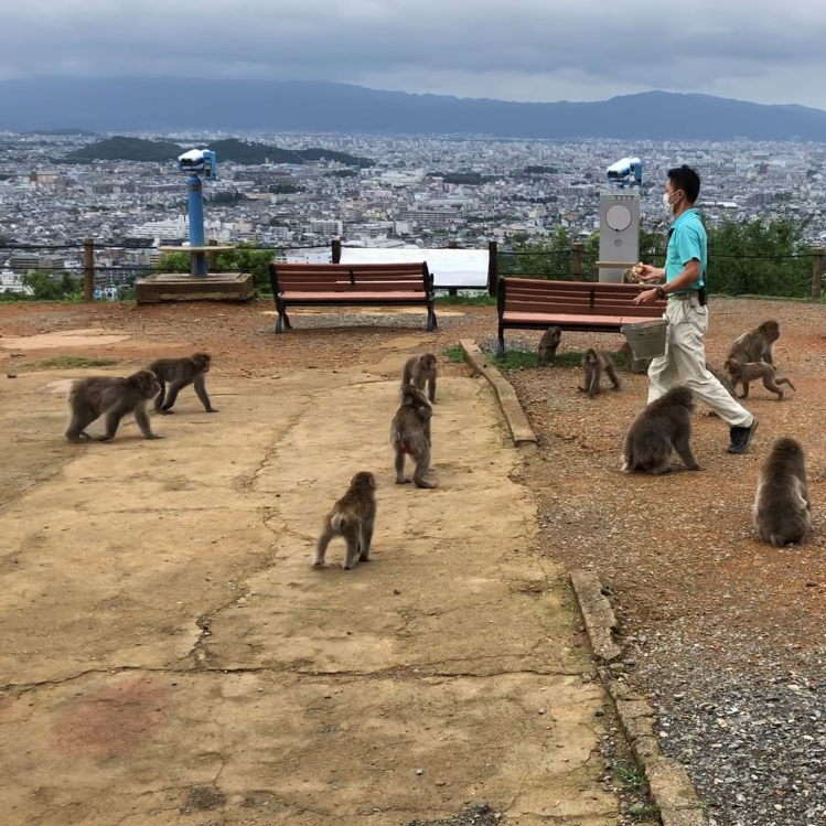 餌まきの様子