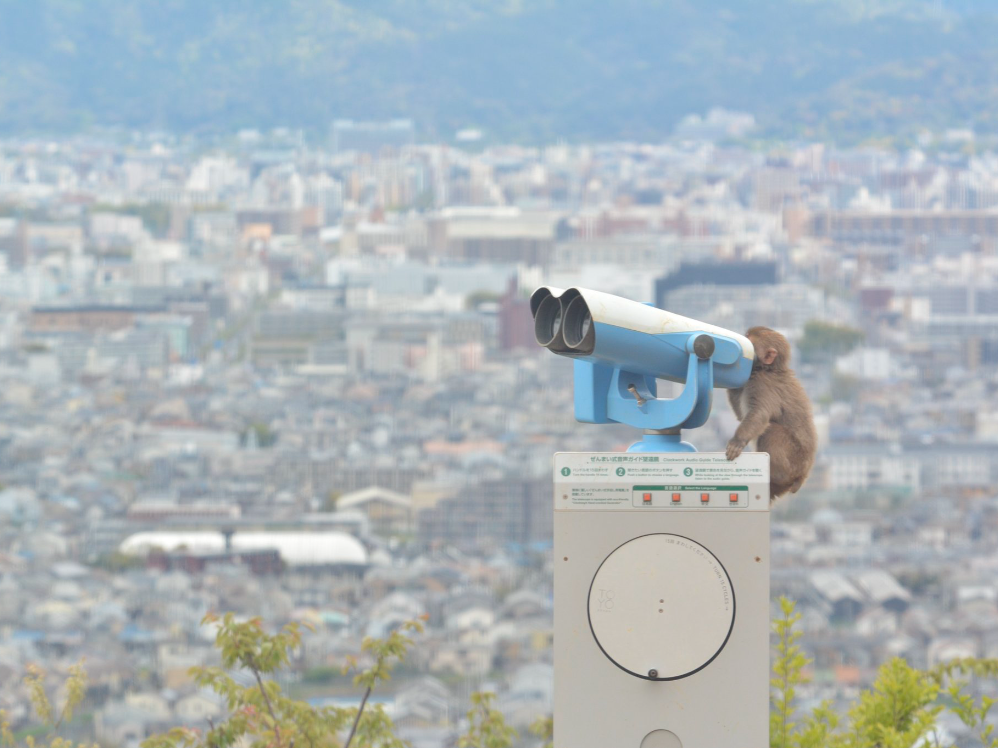 双眼鏡から街並みをのぞくサル