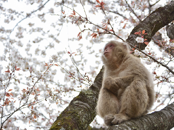桜の木にたたずむサル