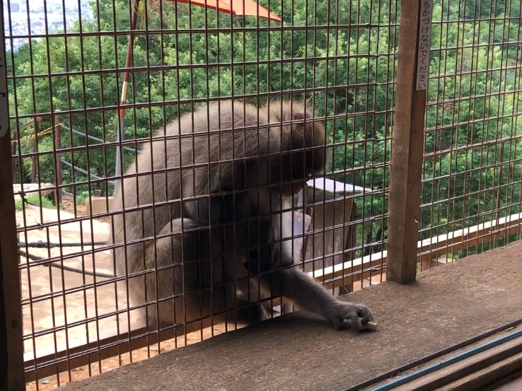 餌やりの様子