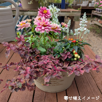 花の写真