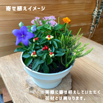 花の写真