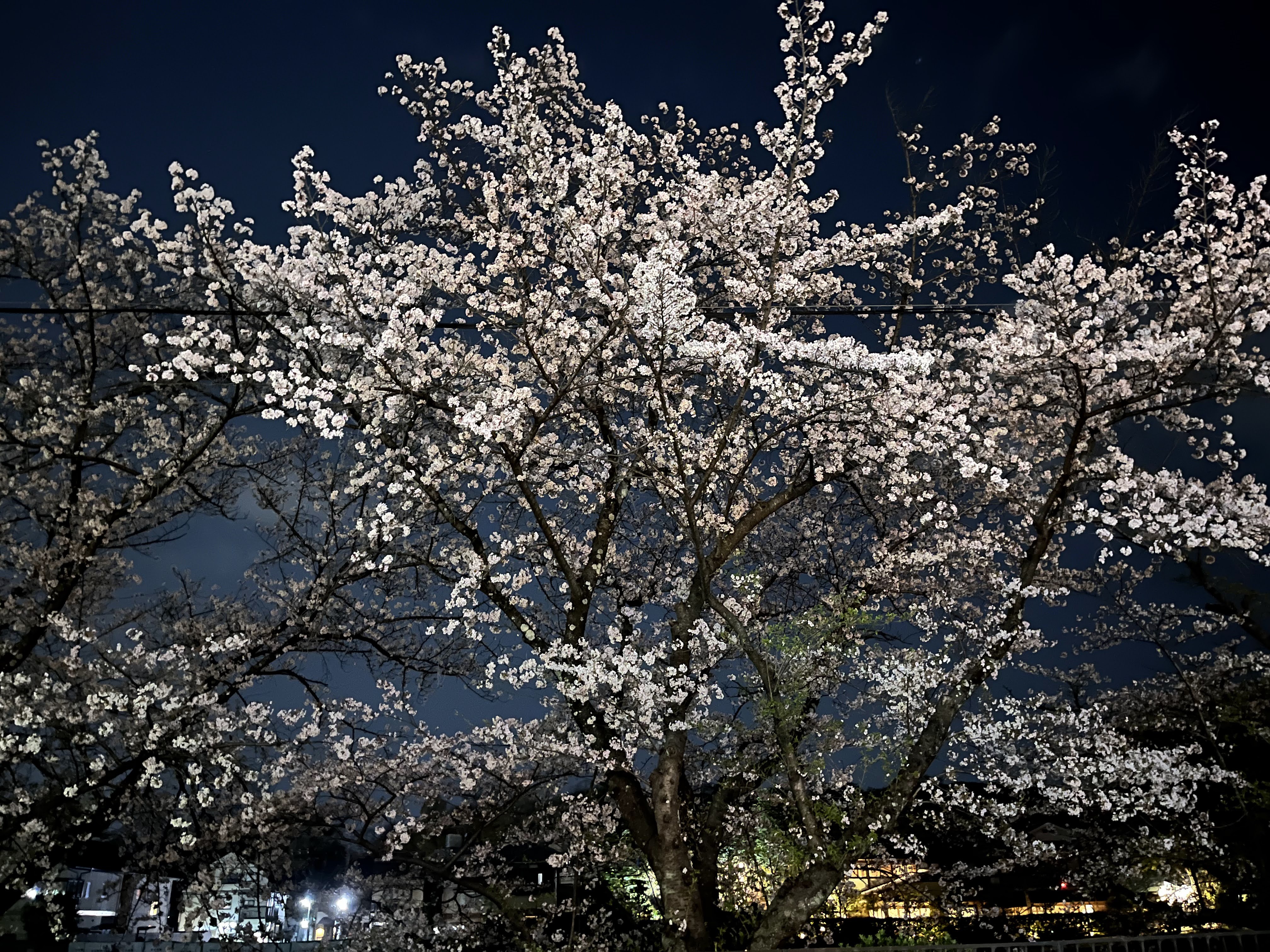 鴨川の夜桜