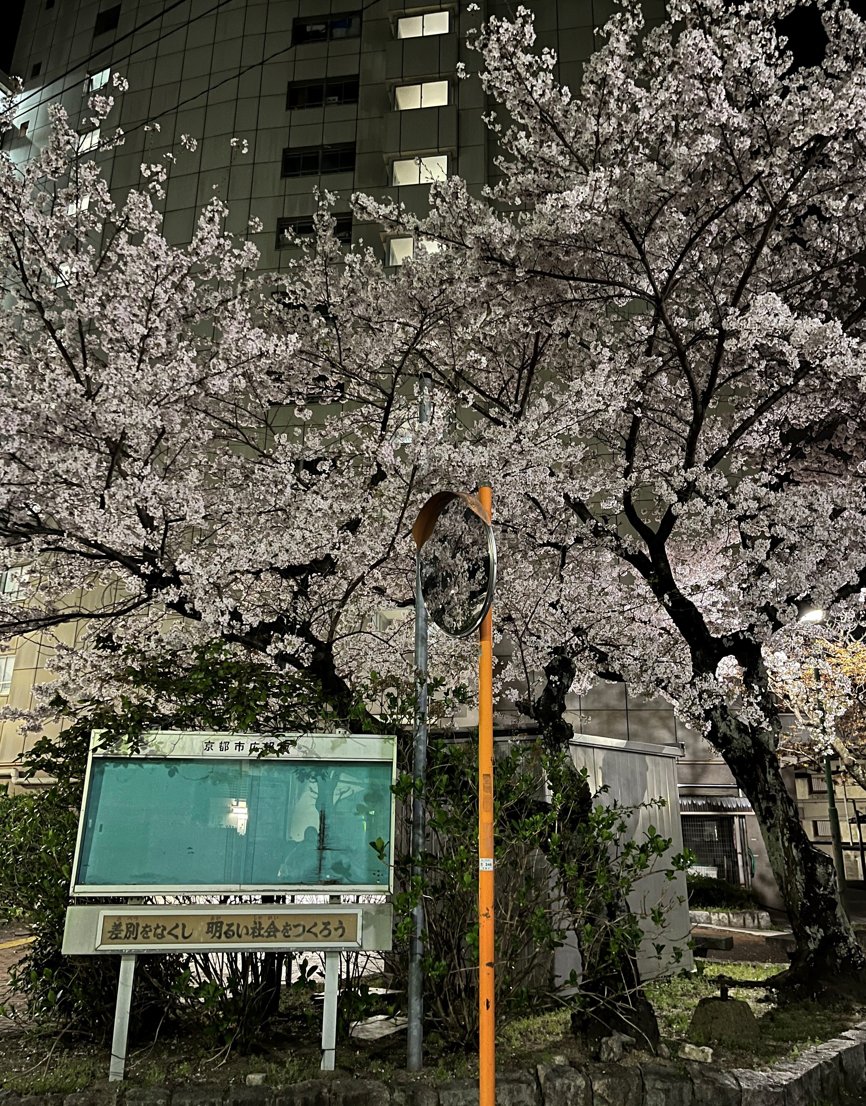 養正市営住宅の桜