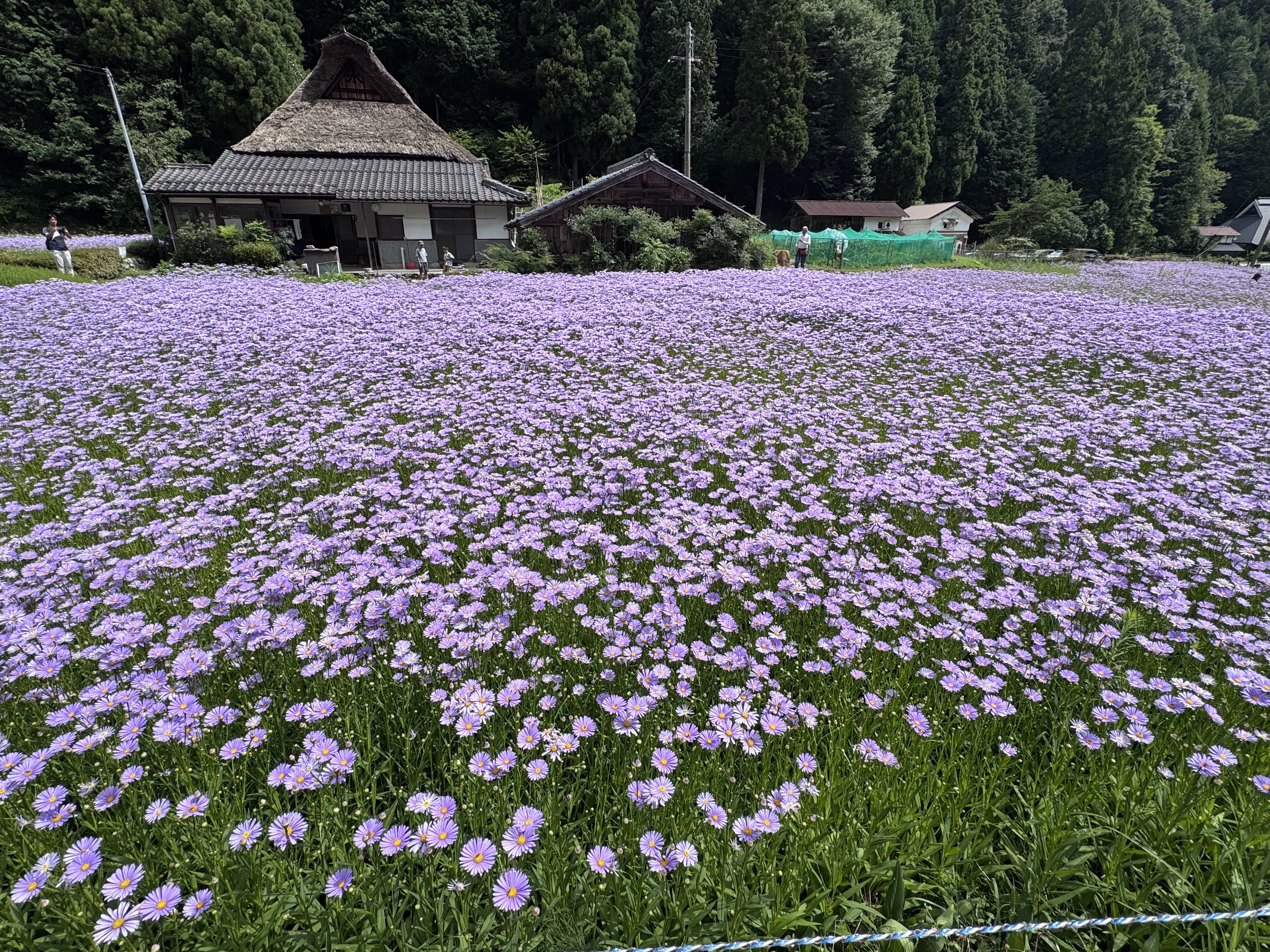 花の絨毯
