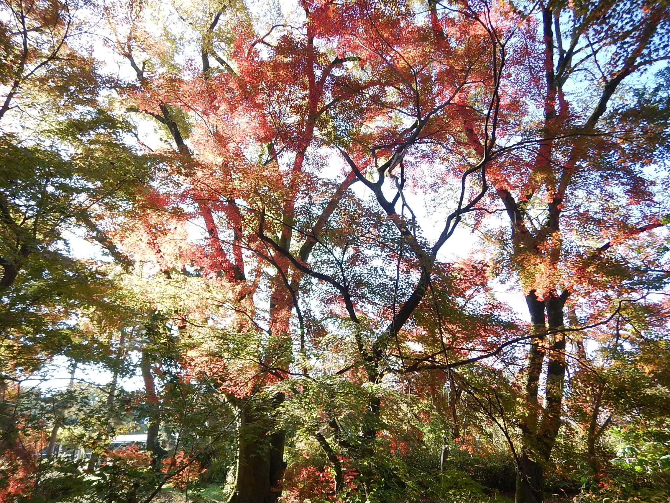 京都府立植物園の紅葉