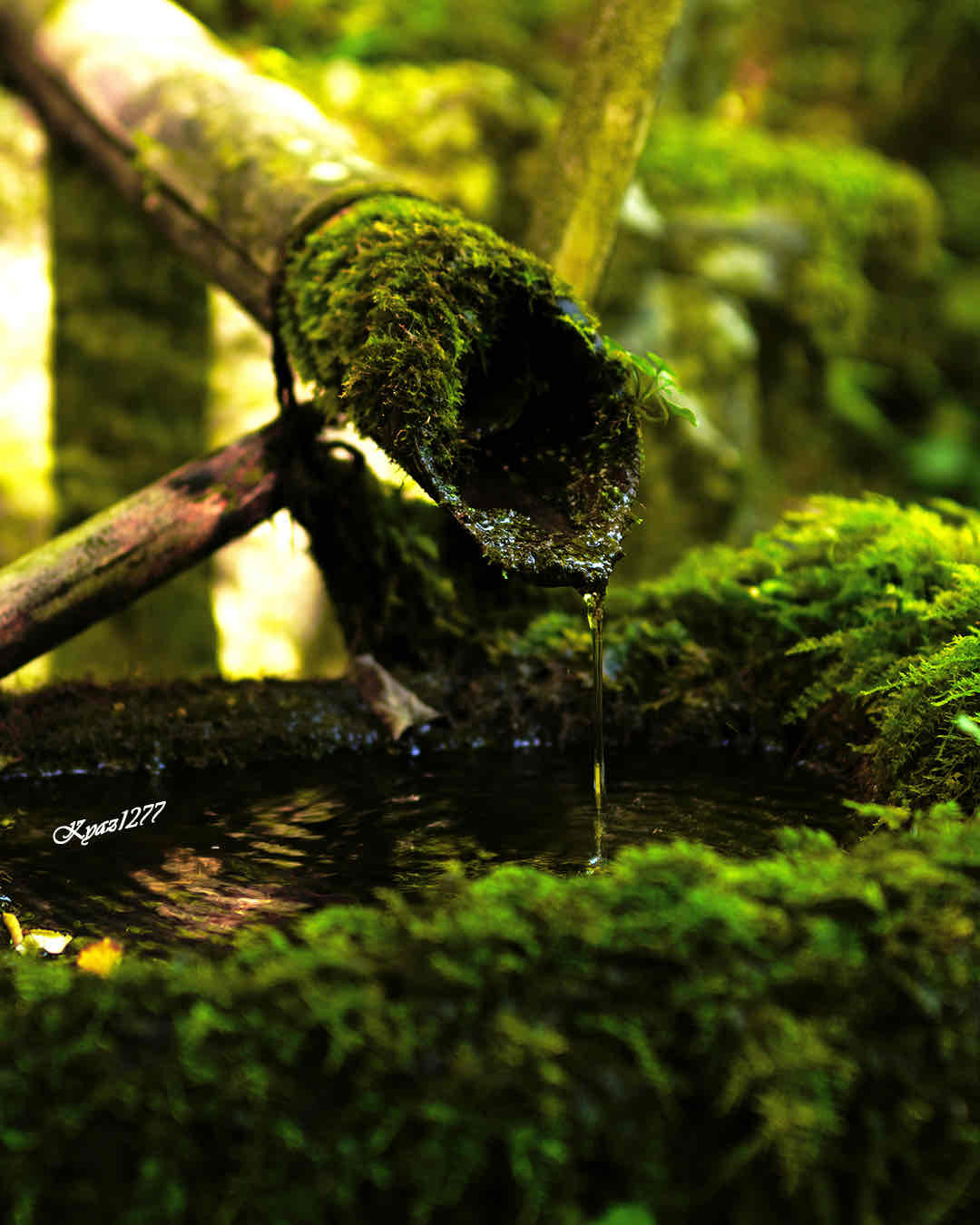 宝泉院と寂光院