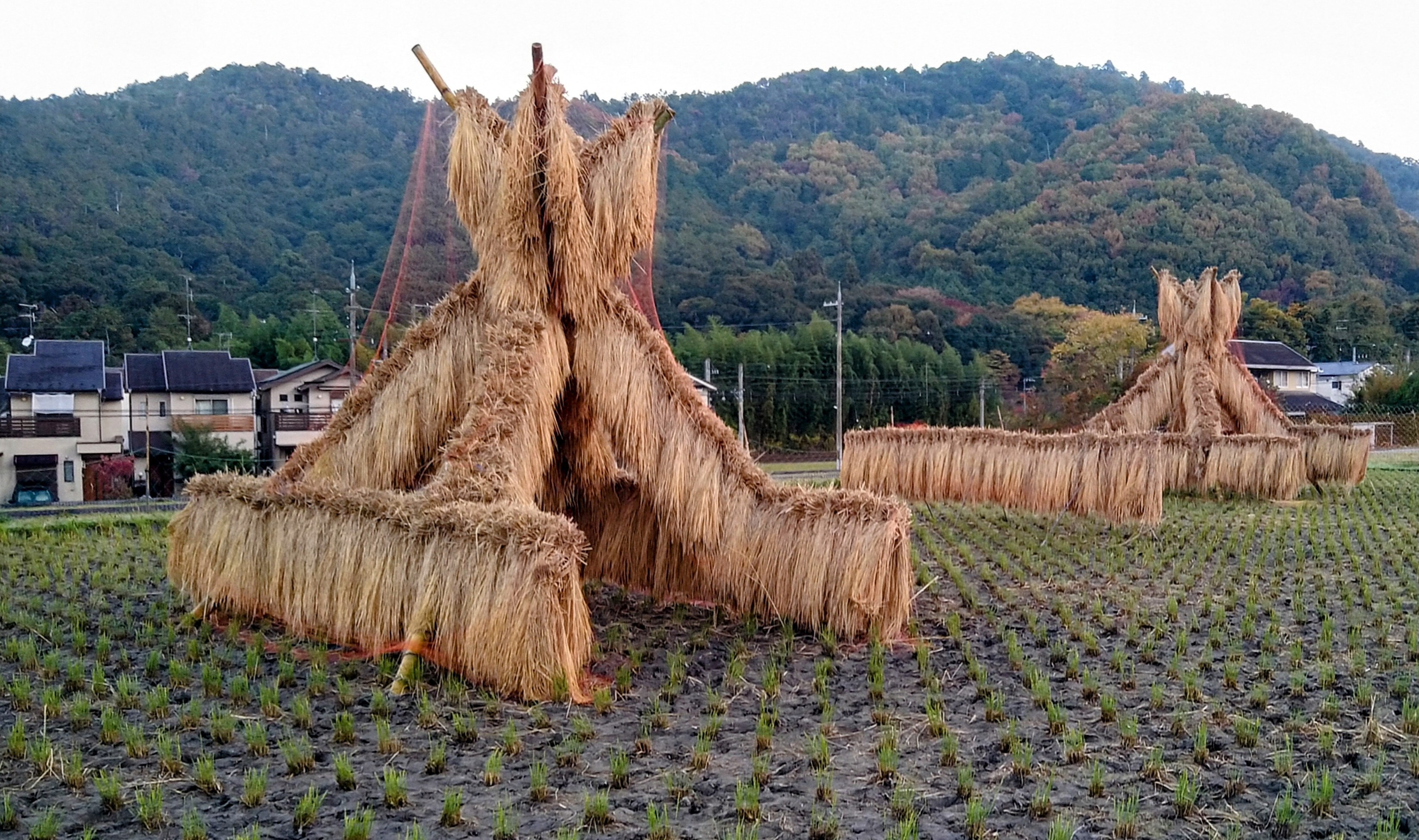 修学院近郊の田での稲藁干し風景