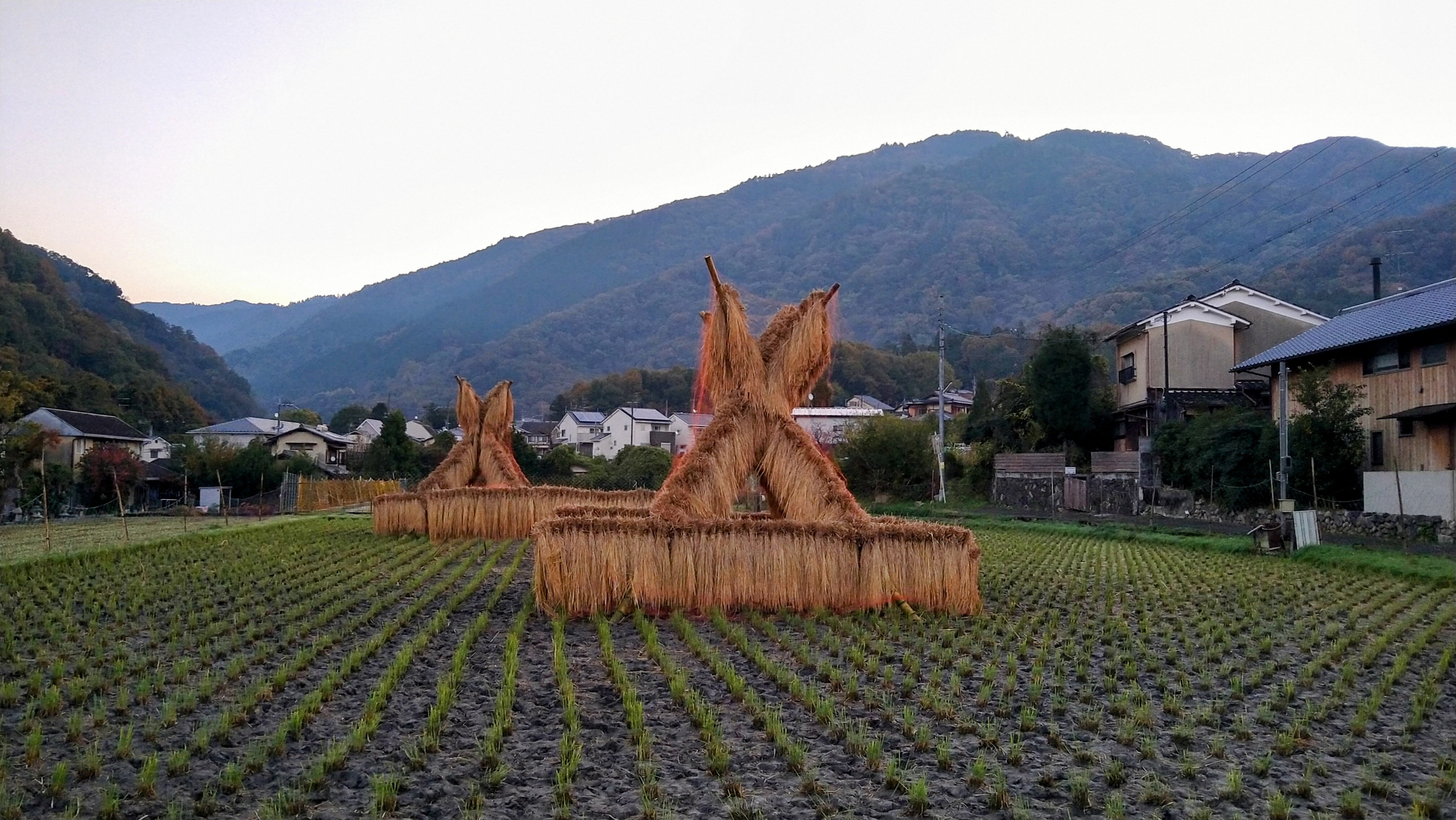 修学院近郊の田での稲藁干し風景