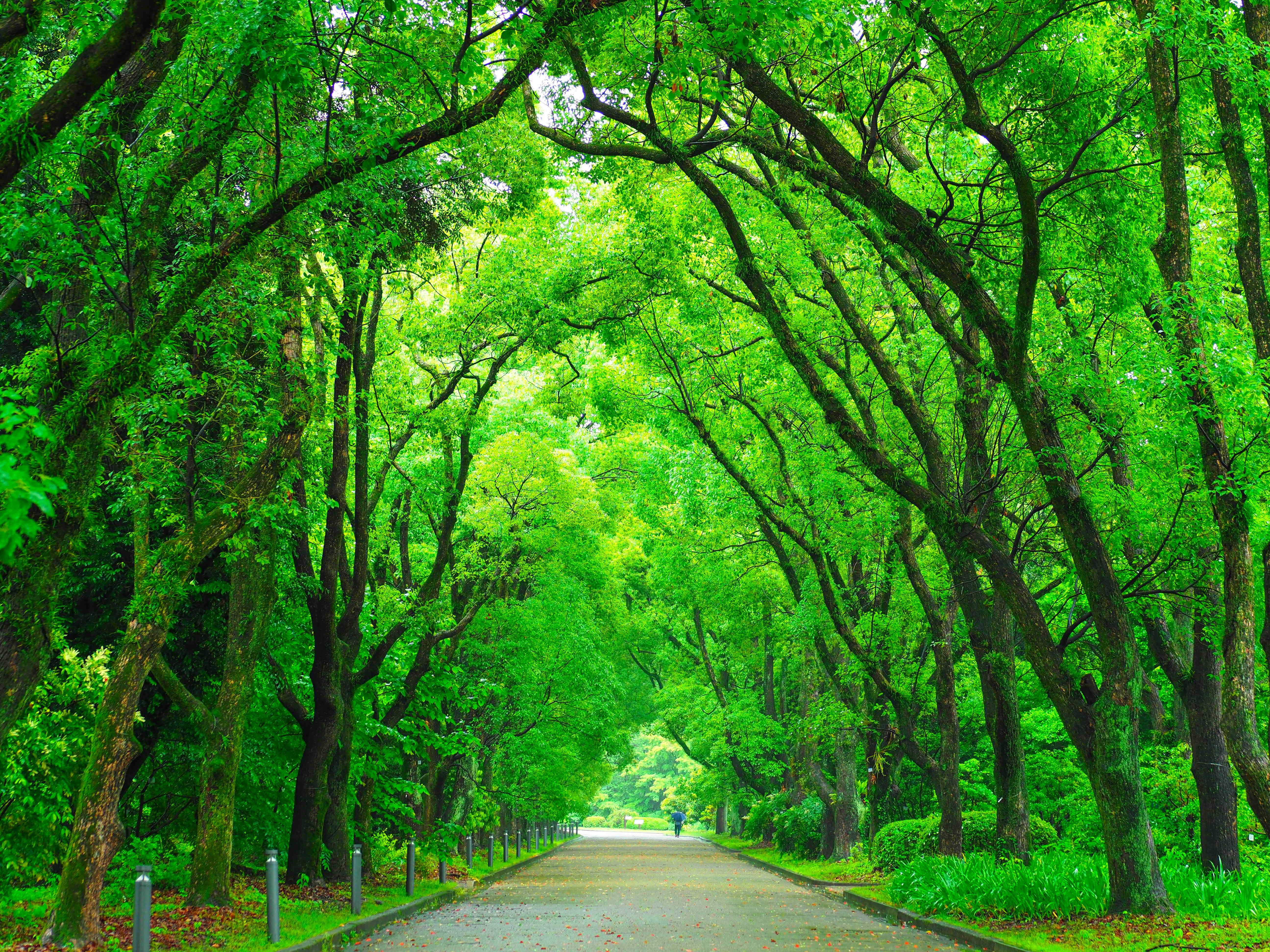 下鴨神社の参道