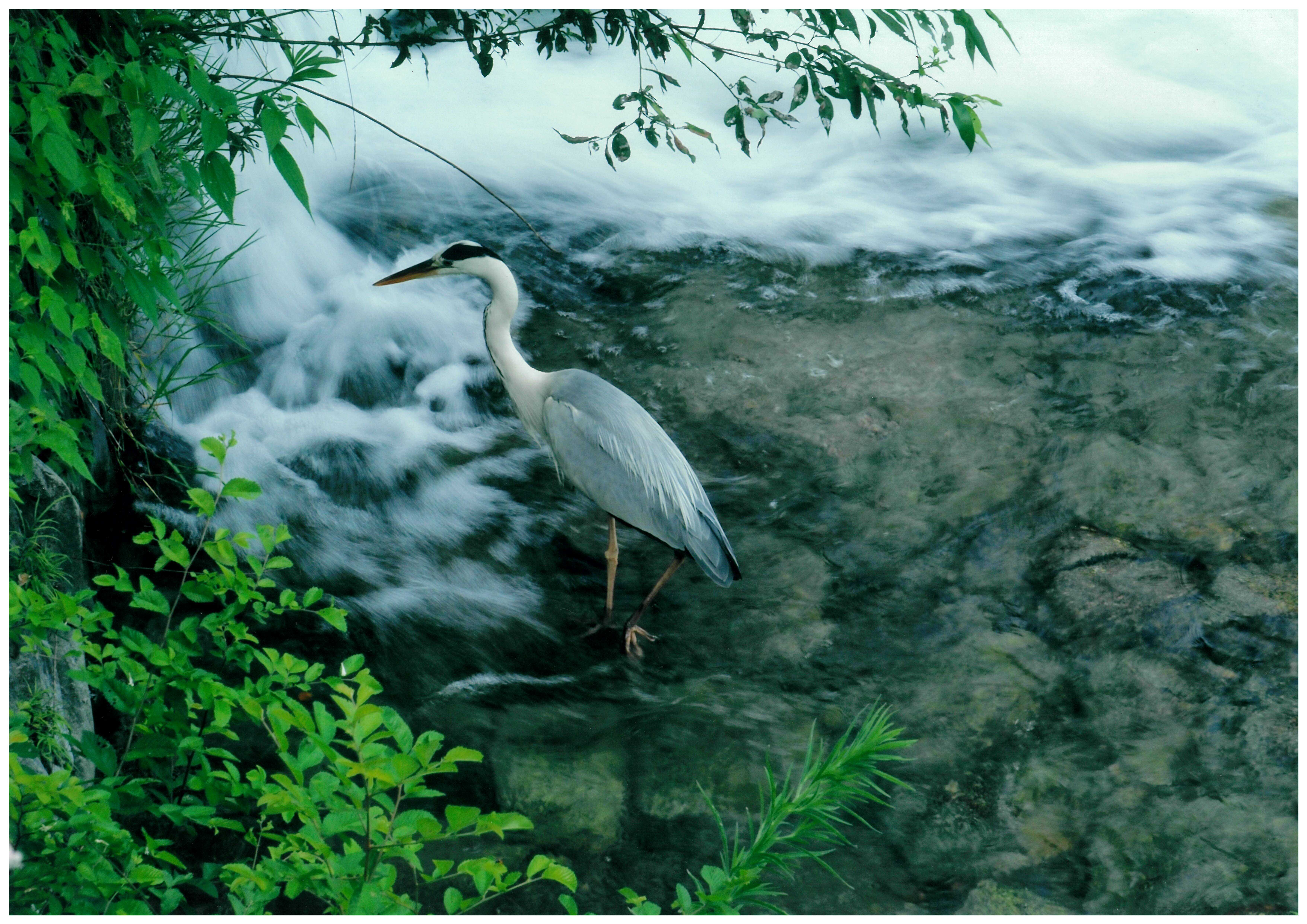蓼倉橋付近のアオサギ