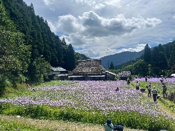 北山友禅菊