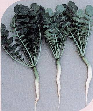 青味だいこんの収穫後の写真