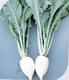 すぐき菜の収穫後の写真