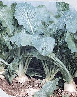 すぐき菜の栽培状況写真
