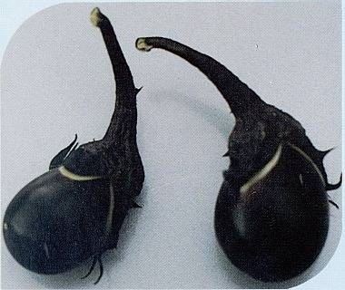 もぎなすの収穫後の写真