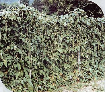 柊野ささげの栽培状況写真 